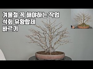 Something you must do in winter | the application of a lime sulphur mixture | bonsai