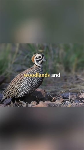 Where Do Quails Live? Not Swamps! #shorts