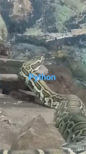 Python drinking water #Shorts#