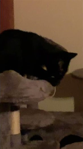 String fun overload #cat #anmals #cutecats #kitten #kitty #cuteanimals #cutepets #cute