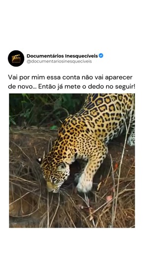 Documentários Inesquecíveis on Instagram: "A rainha silenciosa da selva Um documentário poderoso sobre a onça-pintada mostra como esse predador domina o topo da cadeia alimentar com estratégia, força e paciência. Mais do que um animal feroz, a onça é essencial para o equilíbrio do ecossistema, mantendo populações sob controle e preservando a saúde da floresta. Quando ela some, todo o ambiente entra em colapso. #documentario #onçapintada #vidaSelvagem #natureza #faunabrasileira"