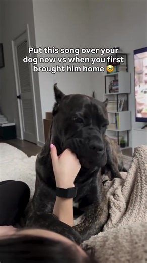 Cane Corso: The Fast-Moving Life of Large Breed Dogs