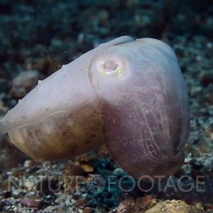 Broadclub Cuttlefish (Sepia latimanus) in Indonesia using color...