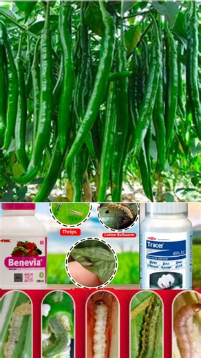 मिर्च को बर्बाद होने से बचने का आसन तरीका|Cyantraniliprole Tracer Insecticide#Beneviainsecticide