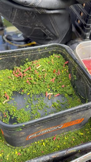 BAITING UP TIME 🚀💪 Few baiting up tips here from the main man Steve Ringer Fishing | Tackle Guru