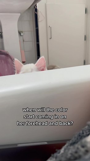 Ragdolls take 2-3 years to fully develop their colors. #ithinkitsgonnabealonglongtime #longlongtime #elfitup #petsoftiktok #catsoftiktok #animals