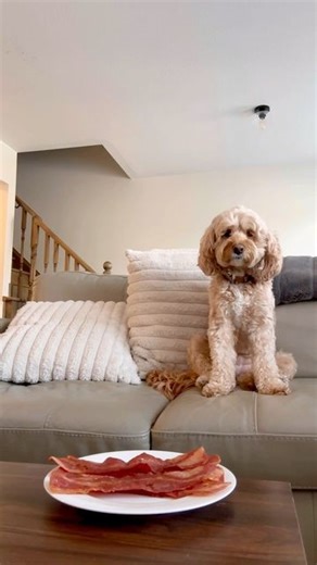 Luna The Mini Cockapoo on Instagram: "Thank you 😊 #dogs #puppylove #minicockapoo"