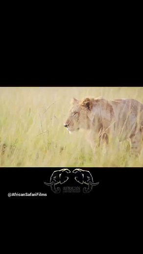 4.9K views · 37 reactions | Reality of Hunting | African Safari Films | Facebook
