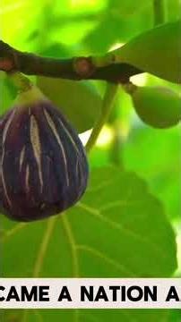 A Fig Tree Prophecy II CYF II CYF II End Times