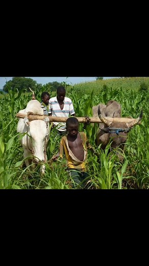 2.1K views · 20 reactions | LOUFA TV on Reels | Facebook