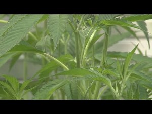 Legal experts, industry insiders weigh on impacts of marijuana classification