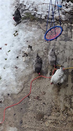 He's following them like Victoria Angel's model #puppy #cute