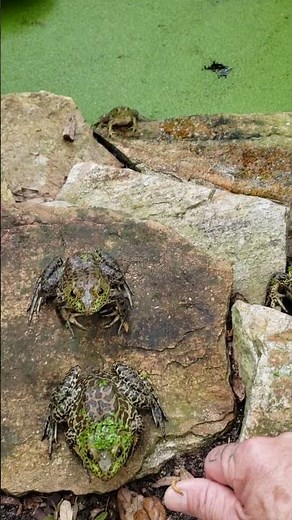 I get to feed the baby bullfrog on feeding on the rock.