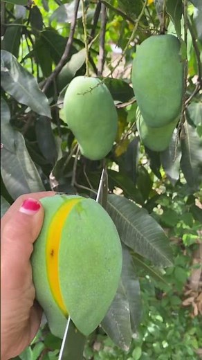 Fres Mango From Tree #mango
