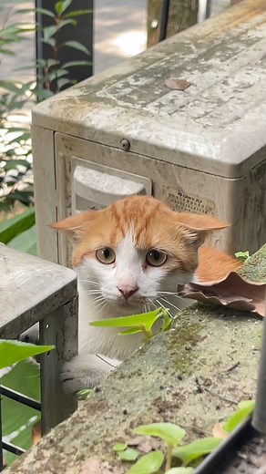 Shy boiz #cat #meow | Cat Super LAG