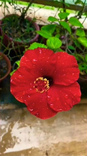 🌱Beautiful Hibiscus Flowers Blooming 🌺👌✨|#hibiscusflower#homegarding #ytshotstrending