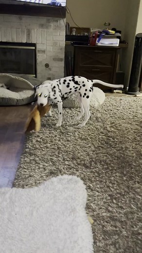 AJ the land shark 🦈#dalmatian #dalmatiansoftiktok #dalmatiannation #akcdalmatians #fypシ #dalmatianlovers #foryoupage #fyp #dalmatianclubofsandiego #dalmatians #ethicalbreeder #preservationbreeder #dalmatiancommunity #puppy #puppiesoftiktok #dogsoftiktok #foryourpage #ethicalbreeding #dalmatianpuppy #westviewdalmatians