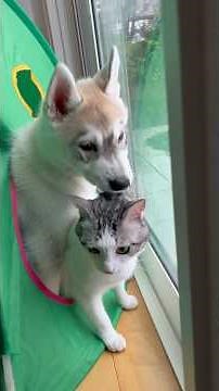 The resident cat and the baby husky are so close they're always together. #SiberianHusky #Husky #Cat