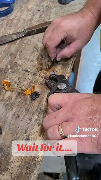 Persimmon Seed Weather Predictions for Winter