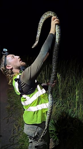 Burmese Python #python #snake #wildlife #florida #nature #shorts