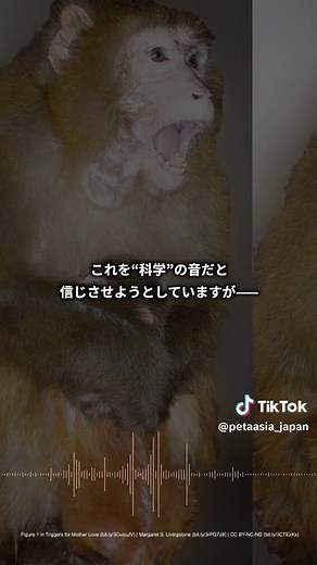 ハーバード大学の動物実験に抗議しよう