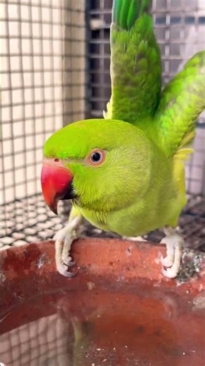 Cute Parrot 🦜 Bath 🛁 Time 🫠#parrot #youtubeshorts #birds #funny #pets #talkingparrot #shortvideo