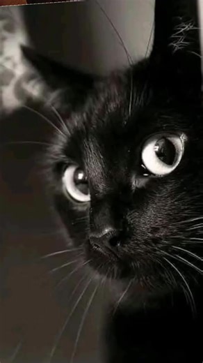 Videos de nelson elgueta (@nelson.elgueta2) con “sonido original - JESSICA PSÍQUICA”