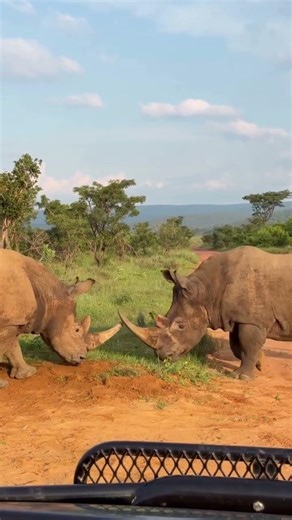 A rare and powerful moment, captured by @dan_roberts_wildlife 🦏 #patrickmavros #silversafari