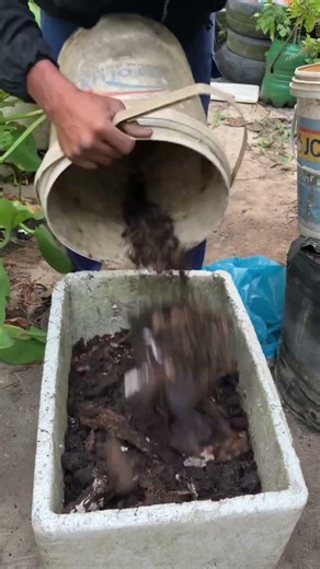 Making compost from scrap wood and kitchen waste using styrofoam containers #gardening #Compost