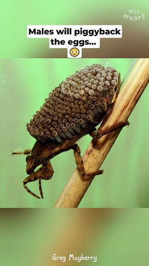 Animals that will TRIGGER your TRYPOPHOBIA 😱 | Part 2 | Wild Heart