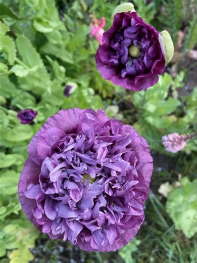 Special Happy Valentine Seed Collection Available♥️🌺💖 All 15 varieties shown - £15.00 to cover costs including Postage and Packaging. I'll be posting out next Friday 20th February. Send me a message by then if you'd like some 💖🌺♥️ Purple Poppy, Foxglove, Calendula, Echinacea, Peach Calendula, Dark Red Astrantia, Hollyhock Mix, Cerinthe, Red Campion, Aquilegia Mix, Purple Toadflax, Sweet Pea Mix, Pink Astrantia, Nasturtium, Feverfew ♥️🌺💖 | Lucy Lovell