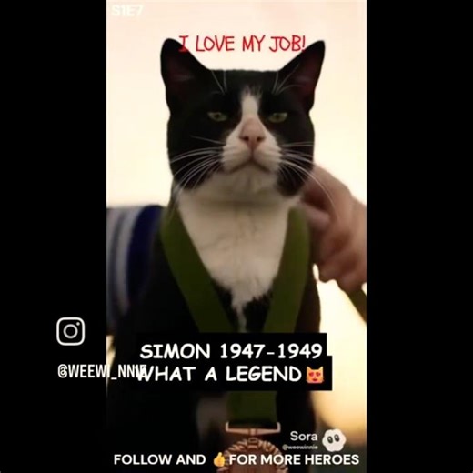 🐈 Simon the Cat: Wounded hero of HMS Amethyst (1949).Only cat ever Awarded the Dickin Medal. 🏅