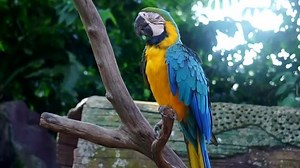 Blue Yellow Macaw Parrot Stock Footage Video (100% Royalty-free) 24006574 | Shutterstock