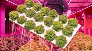 Aquaponik: Wie aus Fisch frisches Gemüse wird