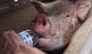 The Save Movement is growing. 200 groups worldwide and new chapters starting every week! Please come and bear witness with us at the next vigil in your city, or message us to start a group! We have a dedicated team willing to help you with whatever you need. | Toronto Pig Save