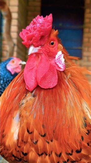 Different Types of Chickens | Beautiful Chicken Collection #Chicken #VillageLife #BeautifulRooster