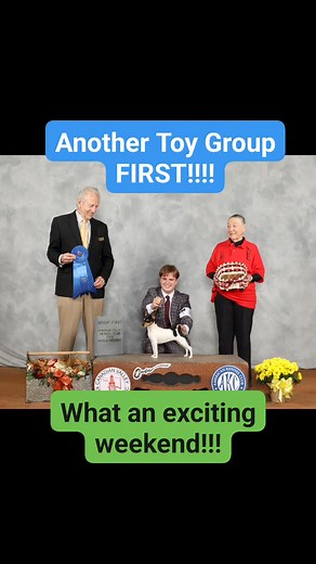 Official Show Photos from last weekend's fun and exciting wins! #1 Toy Fox Terrier All-Systems #AllBlessingsComeFromGod #dynastytoyfoxterriers #doglover #toyfoxterrier #dog #checkitout❤️ #puppies #foryou #pets #proplan #dynastytftgraduate #cutestdogever #toyfoxterrierlove #viralreels #akc #showdog #showdogs #showdogsoftiktok #ToyDogs #toyfox | DynAsty Toy Fox Terriers