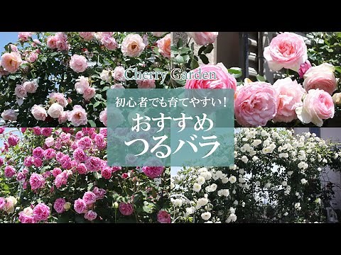 【おすすめつるバラ】バラ栽培初心者の方でも、丈夫で育てやすいつるバラをご紹介