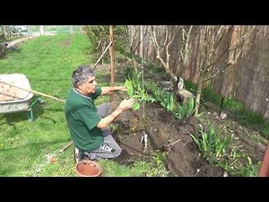 Kivi termesztése...ültetés