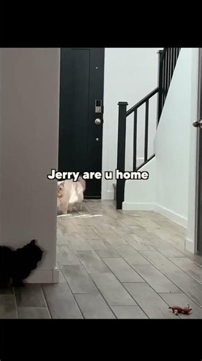 SNEAKATTACK