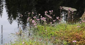 Andromeda polifolia (bog-rosemary) grows on the shore of a bogs and is only found in bogs in cold peat-accumulating areas. Selective focus. 4k video