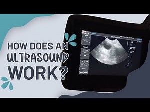 How Does an Animal Ultrasound Work?