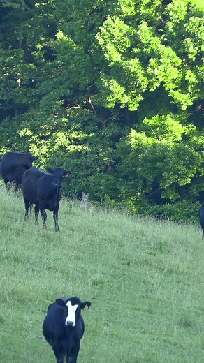 Coyote Approaches Cattle: Would You Pull the Trigger?