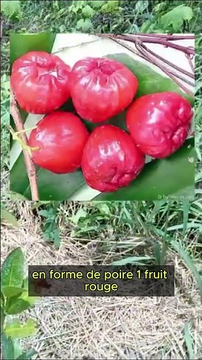 🍎 Pomme d’eau : un fruit tropical rafraîchissant à planter absolument !