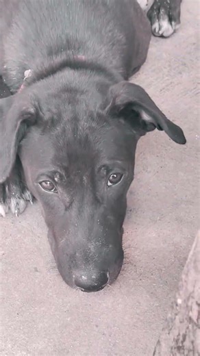 #bollywood #viralvideo #hindisong #lovesong #chota baccha#i like pappy 🌹😘🐕🐕🐕🐕🐕🐕🐕🐕