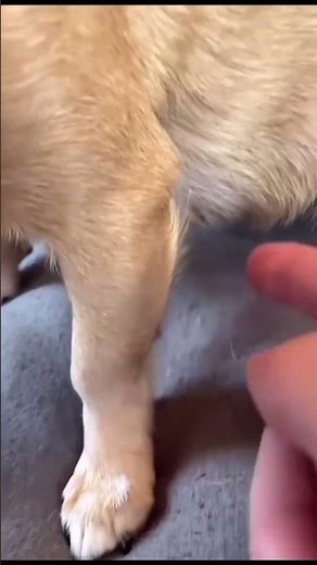 Hilarious chihuahua fails compilation | chihuahua funny video #chihuahua #funnydogs #dog