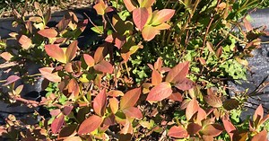 Weekly Fruit Update - June 2, 2021