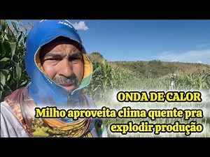 Extreme Heat and Double Harvest: How Corn Takes Advantage of Hot Sun for Explosive Production.