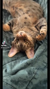 Love that cute little mischievous face | I’ll Show You My Kitty If You Show Me Yours