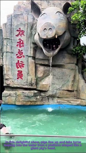 Amusement Park Pig Diving Show Goes Viral